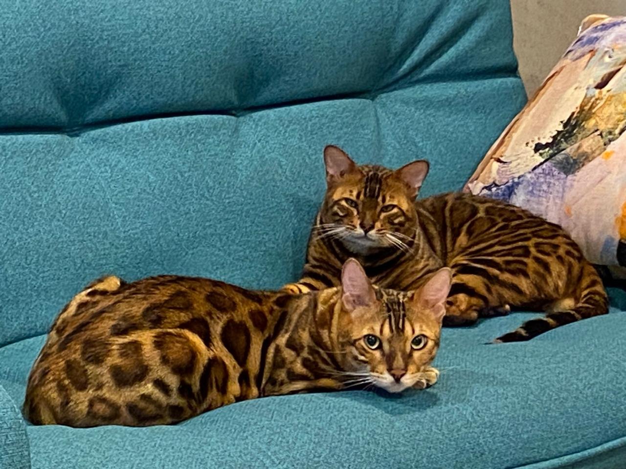 Pareja de bengalíes